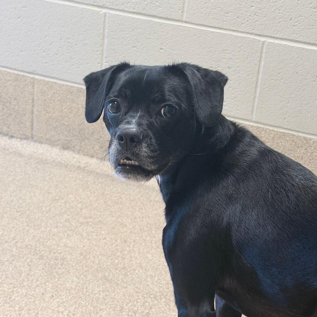 Enlarge Eevee, a Adoptable mixed breed in Bristol, IN image 1/1