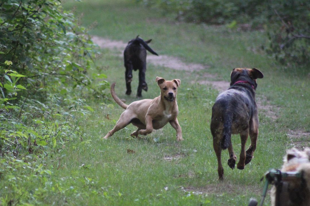 Jedde (Gidget), Adoptable, Young Female Mixed Breed.