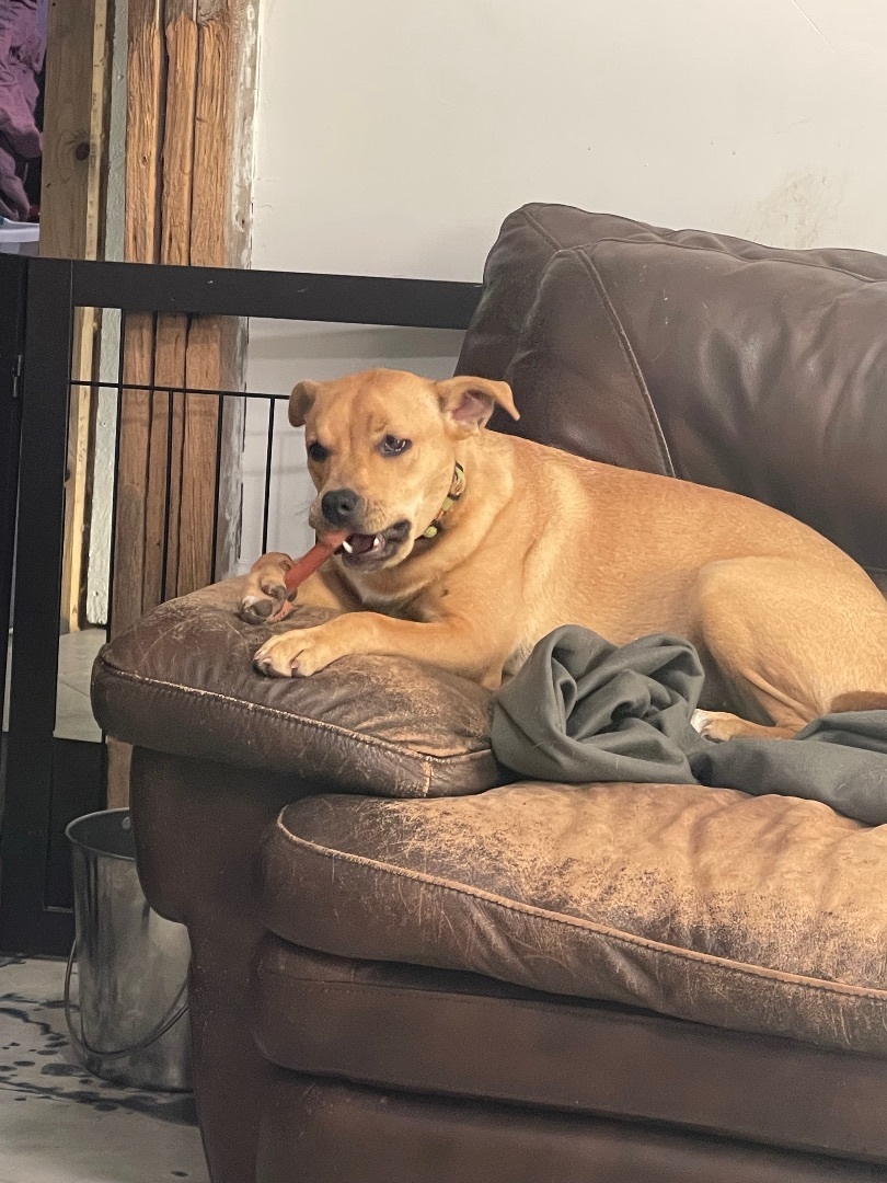 Jedde (Gidget), Adoptable, Young Female Mixed Breed.