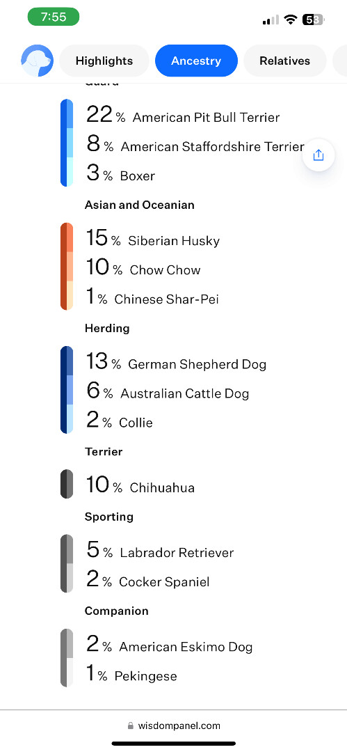 Jedde (Gidget), Adoptable, Young Female Mixed Breed.