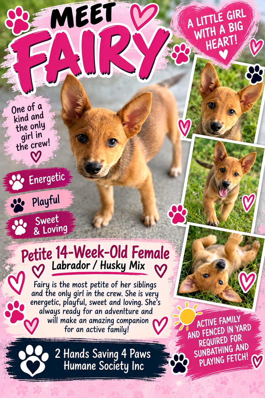 Enlarge Fairy, a Adoptable mixed breed in Totowa, NJ image 1/2