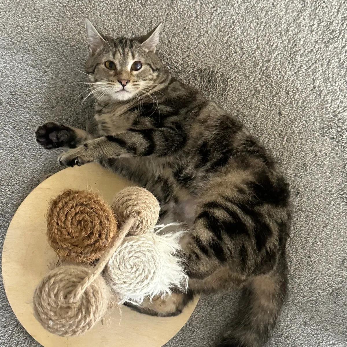 Hippo, ADOPTABLE, Young Female Domestic Short Hair.