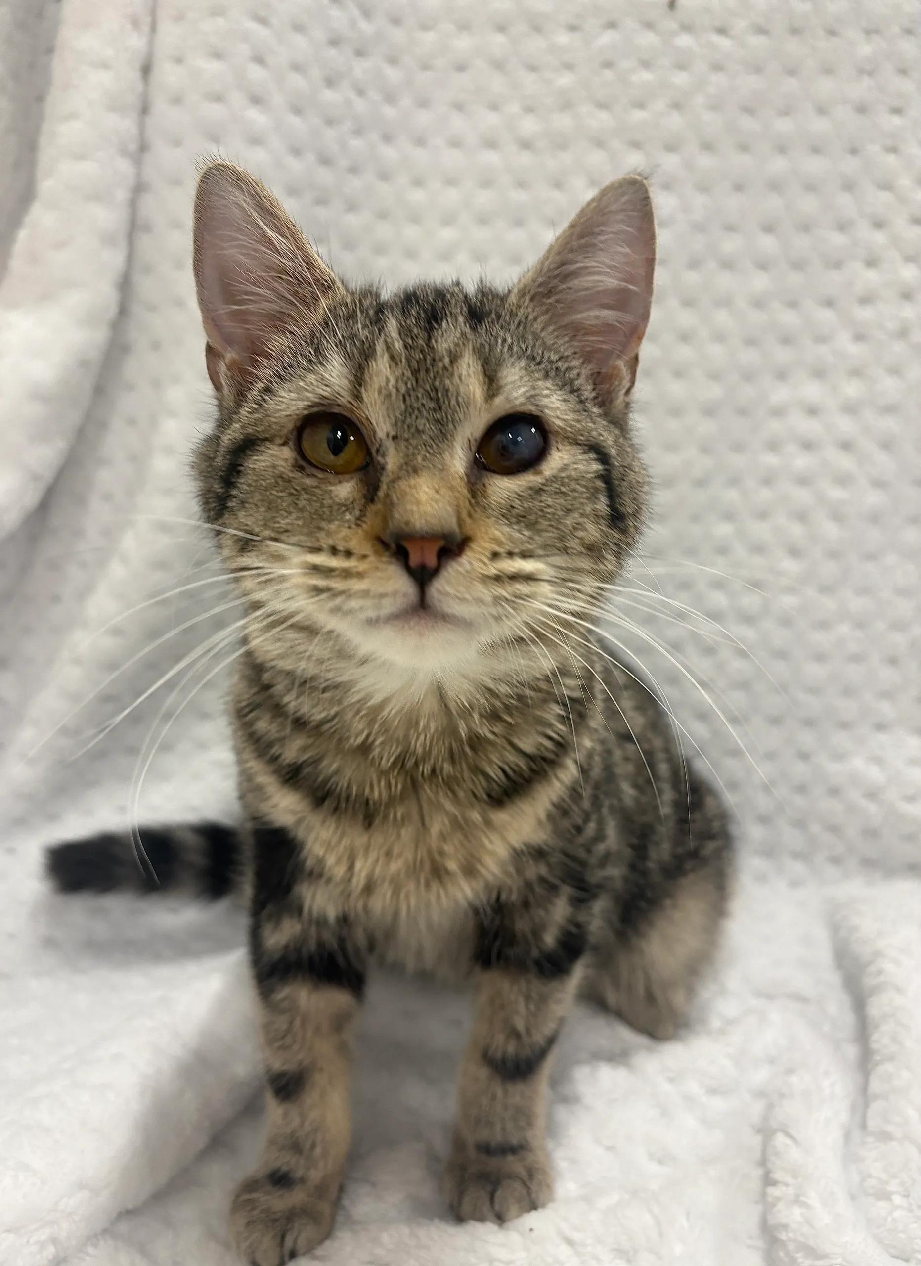 Hippo, ADOPTABLE, Young Female Domestic Short Hair.