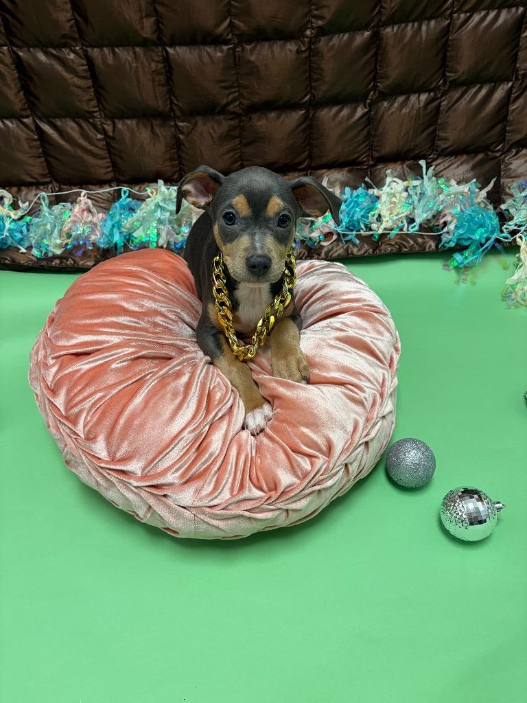 Enlarge Marvin Gaye, a Adoptable mixed breed in Phoenix, AZ image 1/3