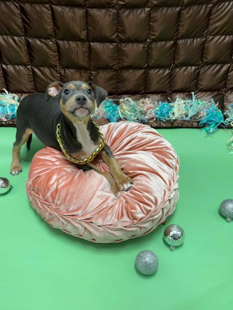 Enlarge Marvin Gaye, a Adoptable mixed breed in Phoenix, AZ image 2/3