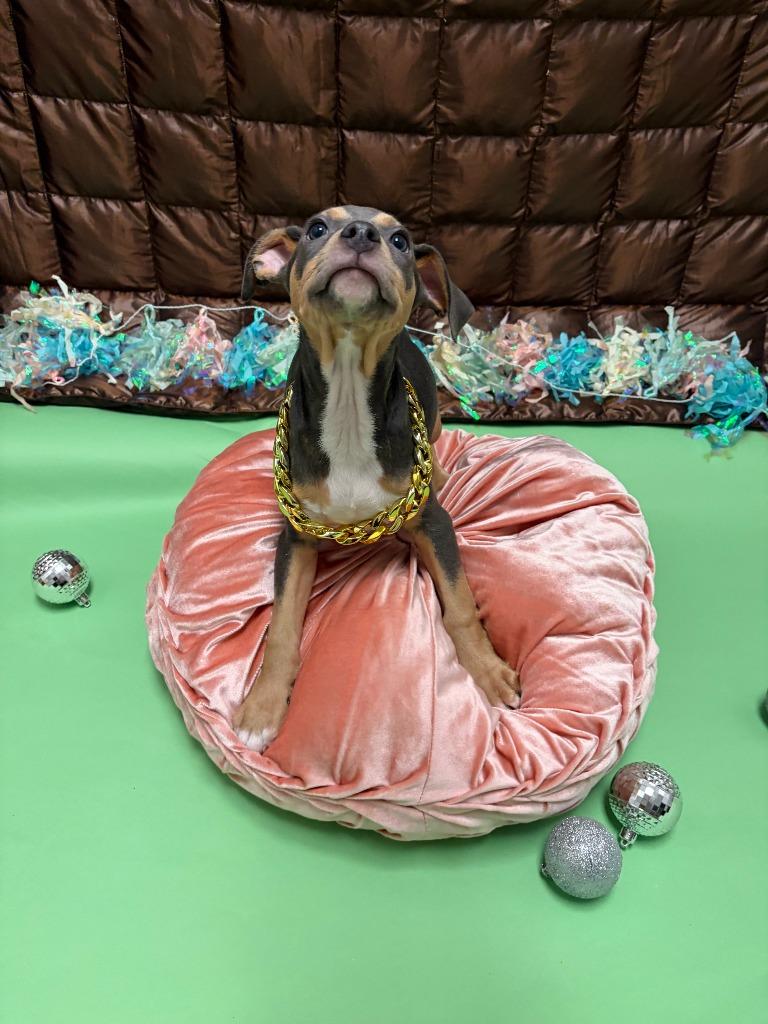 Enlarge Marvin Gaye, a Adoptable mixed breed in Phoenix, AZ image 3/3