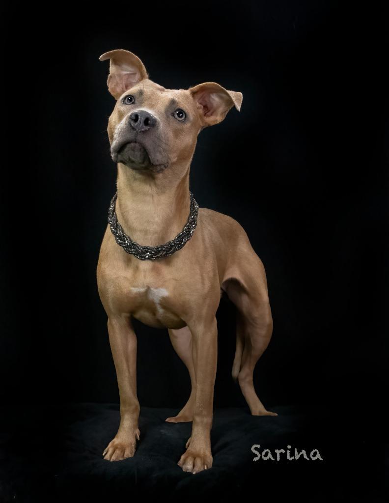 Sarina, Adoptable, Young Female Terrier.