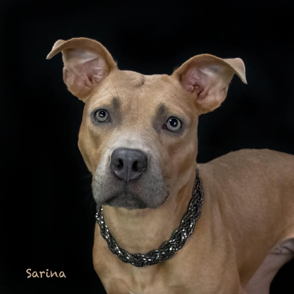 Enlarge Sarina, a Adoptable mixed breed in Hot Springs Village, AR image 2/4