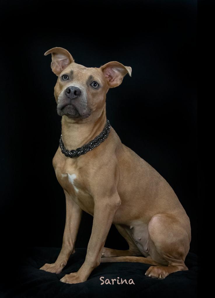 Enlarge Sarina, a Adoptable mixed breed in Hot Springs Village, AR image 3/4