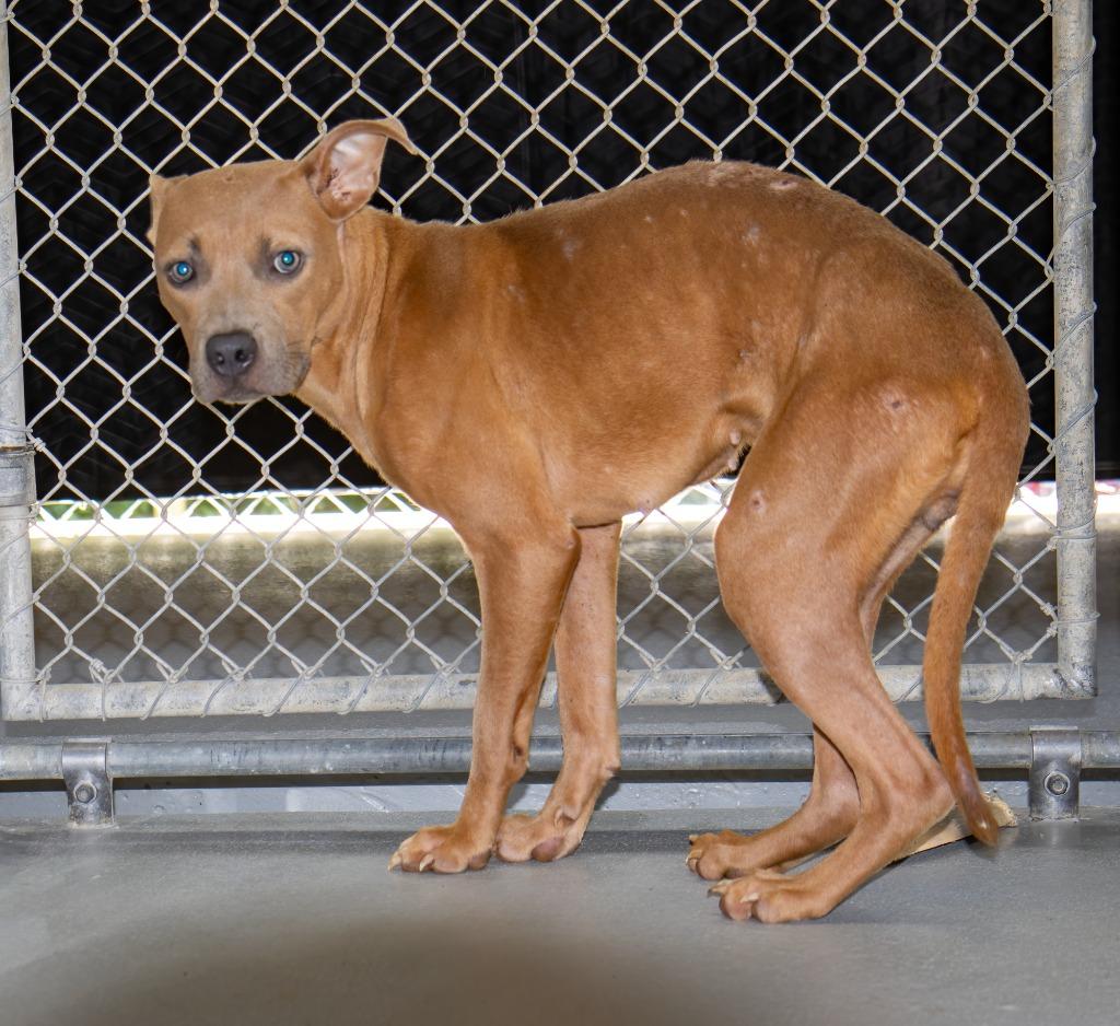 Enlarge Sarina, a Adoptable mixed breed in Hot Springs Village, AR image 4/4