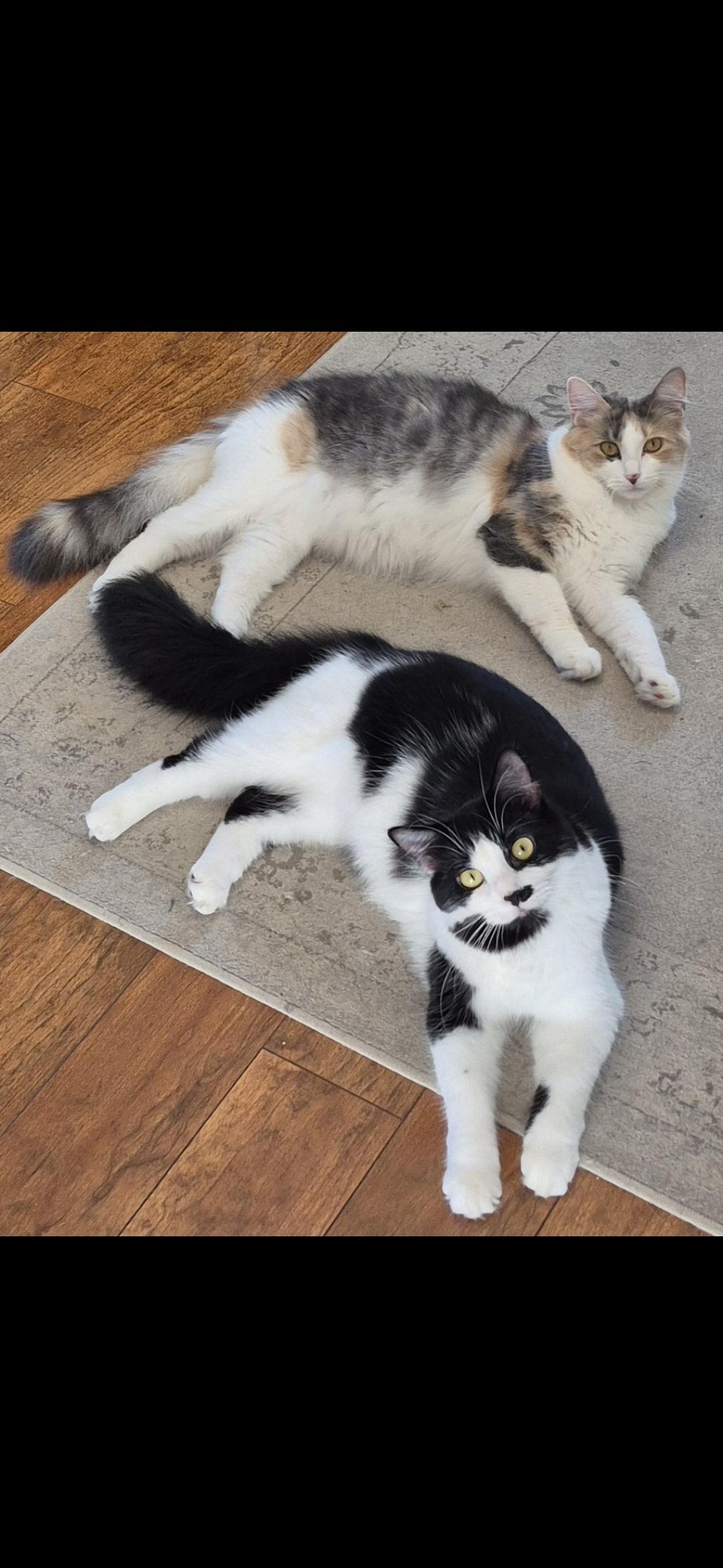 Smudge & Lilly, Adoptable, Adult Female Domestic Medium Hair.
