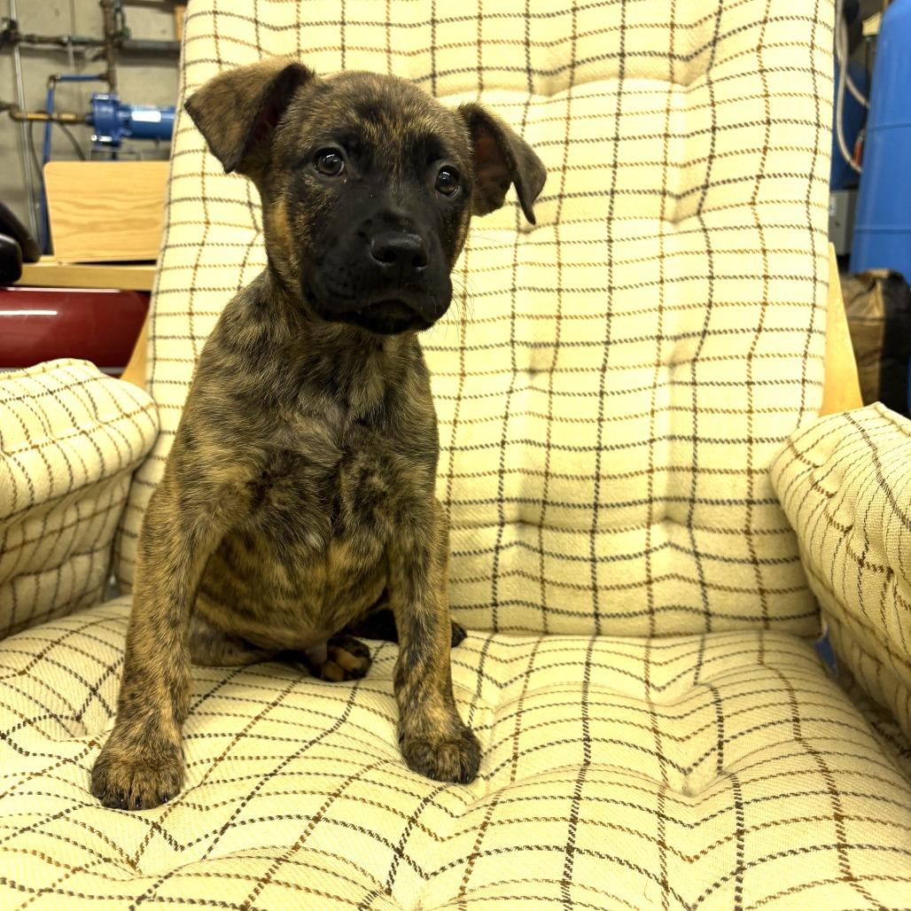 NY Summit (Foster in Stormville NY), a Adoptable mixed breed in Eastford, CT image 3/3