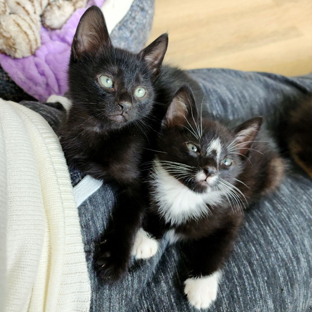 Enlarge Aang (Adoption Pending), a Adopted mixed breed in Atlanta, GA image 1/11