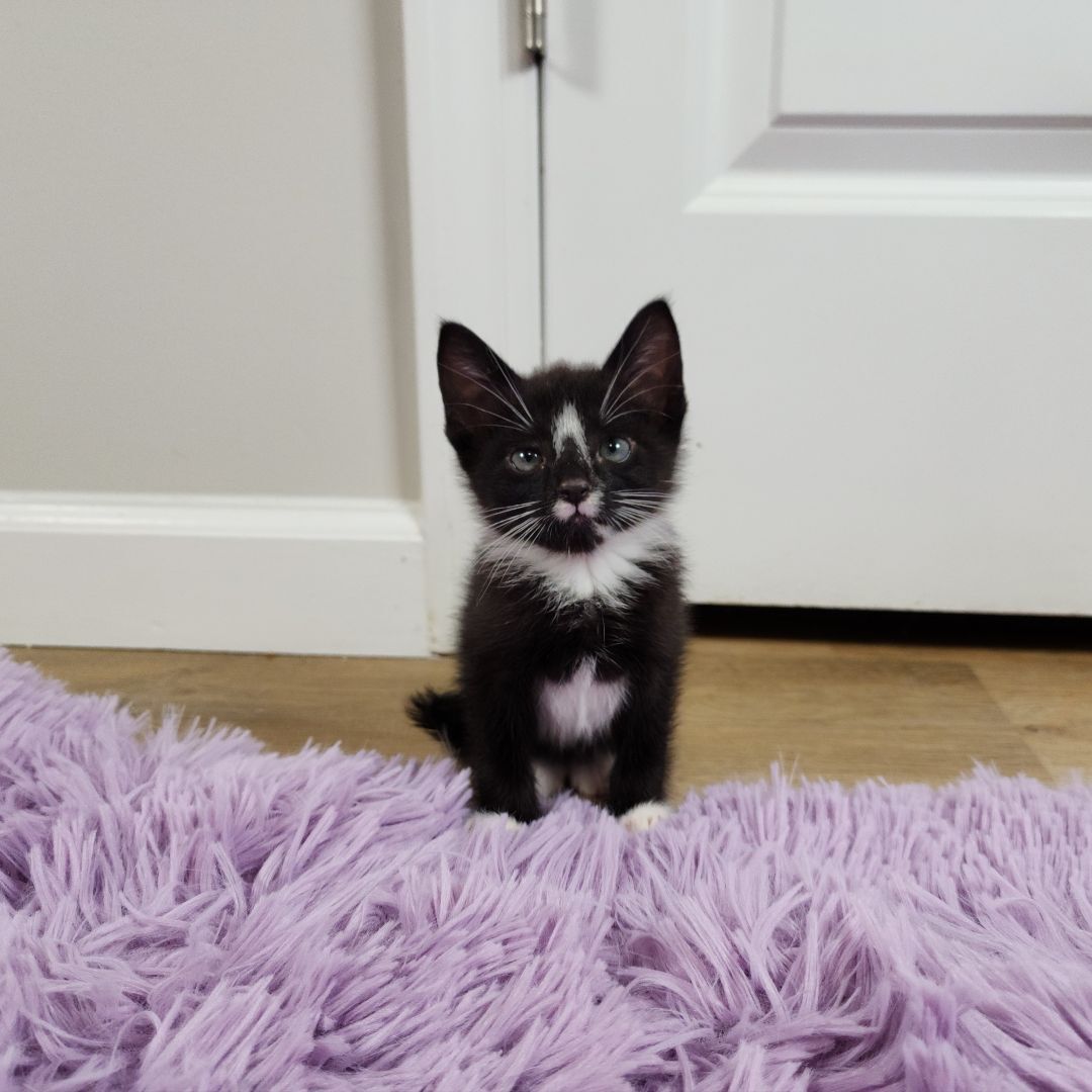 Enlarge Aang (Adoption Pending), a Adopted mixed breed in Atlanta, GA image 2/11