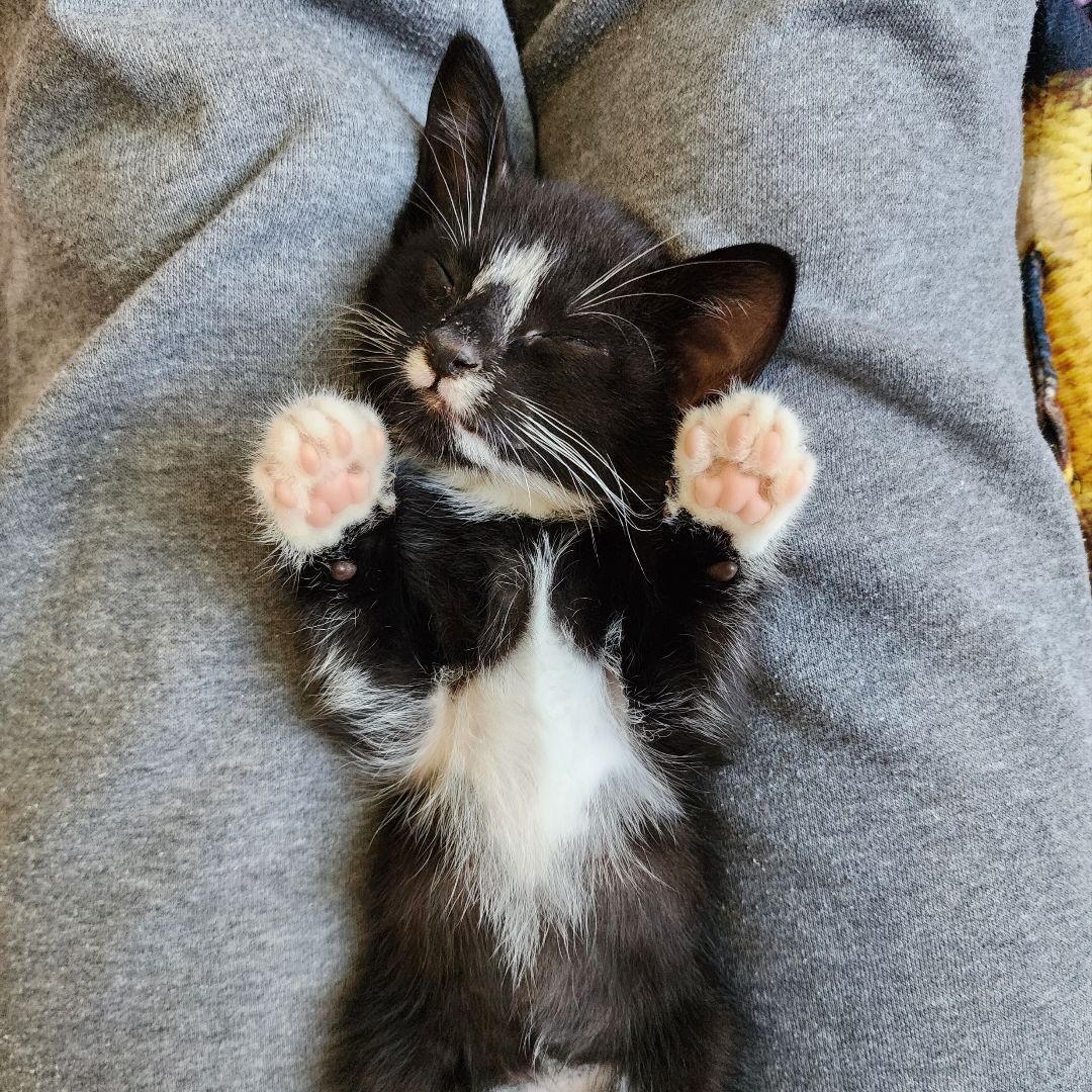 Enlarge Aang (Adoption Pending), a Adopted mixed breed in Atlanta, GA image 3/11