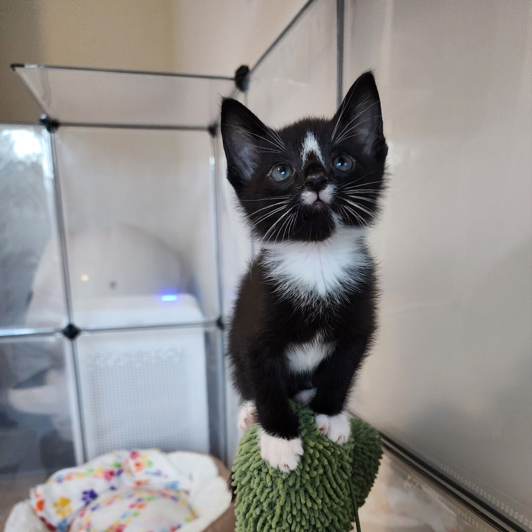 Enlarge Aang (Adoption Pending), a Adopted mixed breed in Atlanta, GA image 4/11