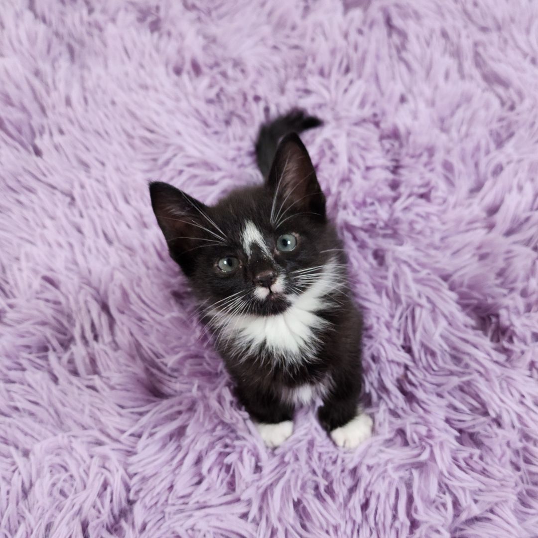 Enlarge Aang (Adoption Pending), a Adopted mixed breed in Atlanta, GA image 5/11