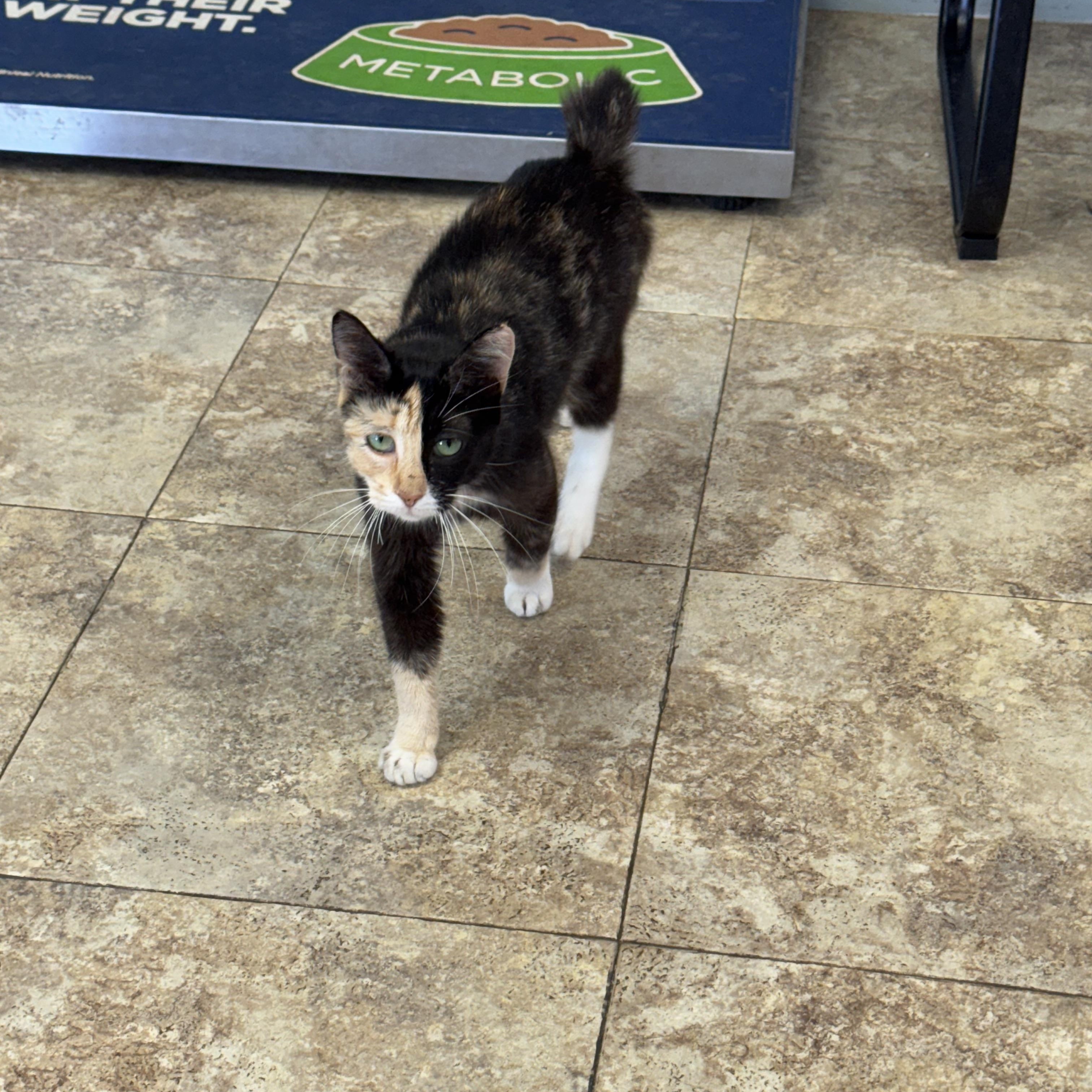 Sarah, adopted, Adult Female Domestic Short Hair.