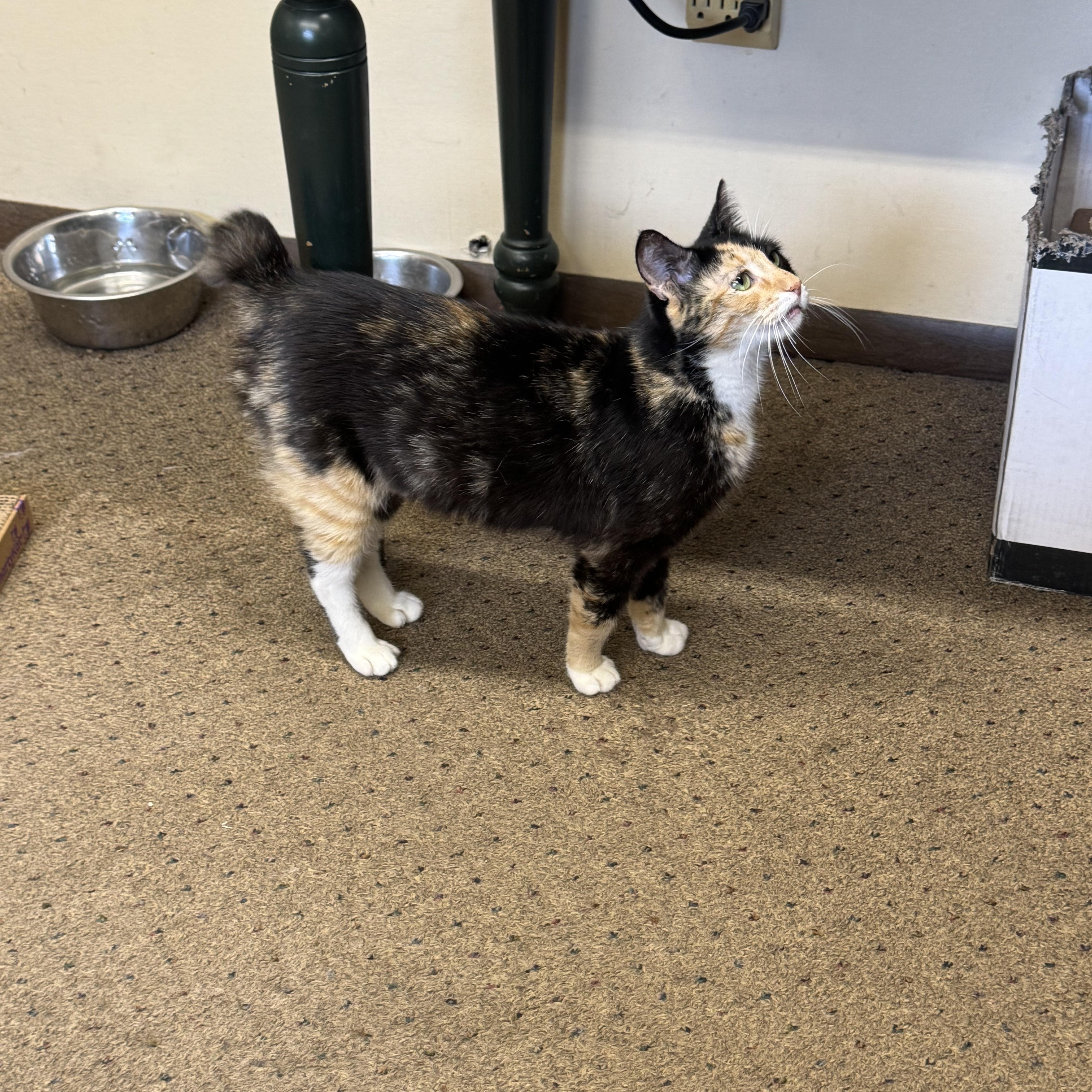 Sarah, an adopted Domestic Short Hair in Seminole, OK image 2/2