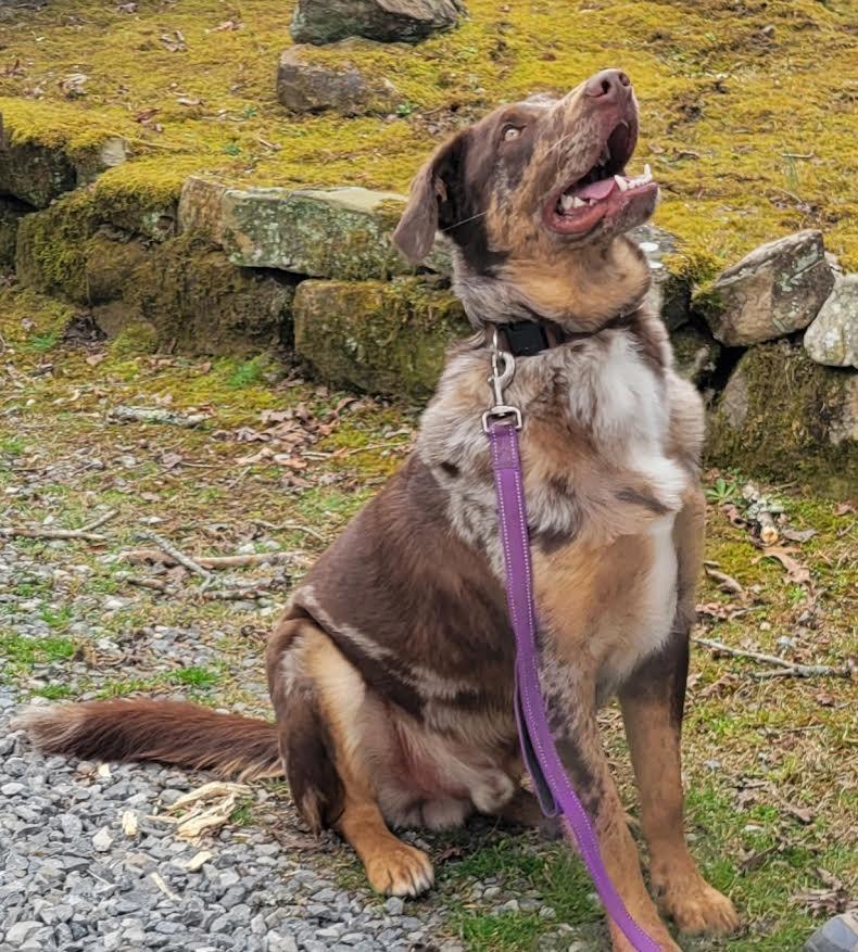 Enlarge Dudley, a Adoptable mixed breed in Crossville, TN image 1/6