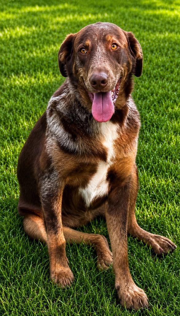 Enlarge Dudley, a Adoptable mixed breed in Crossville, TN image 2/6