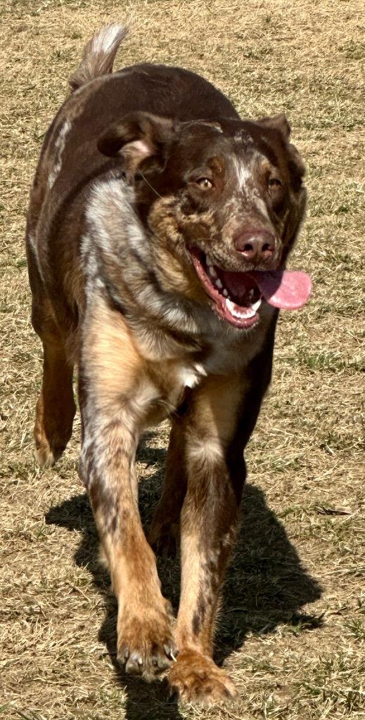 Enlarge Dudley, a Adoptable mixed breed in Crossville, TN image 3/6