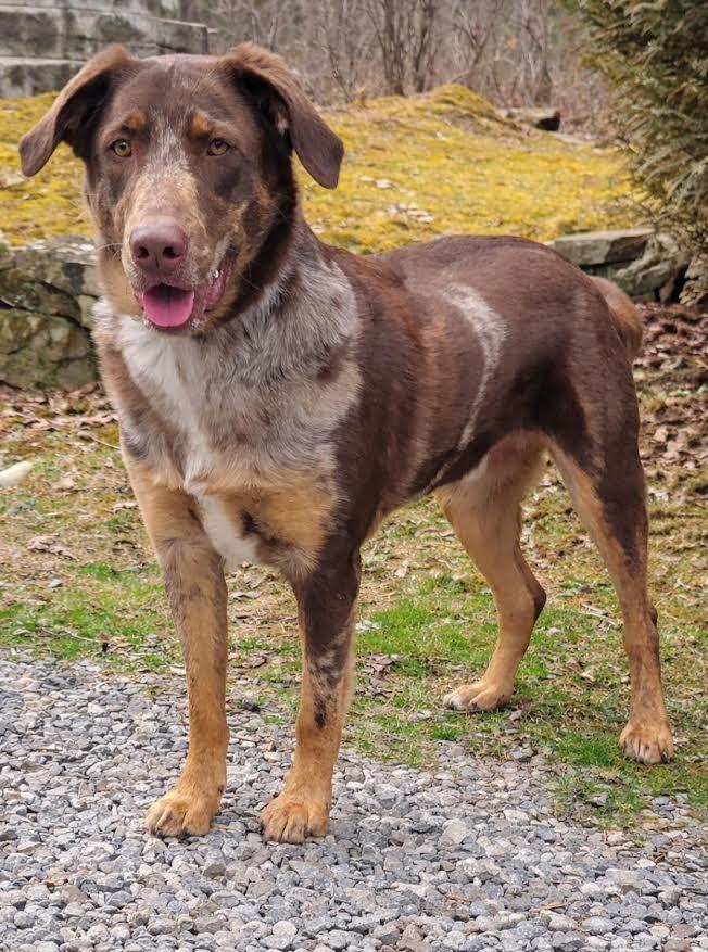 Enlarge Dudley, a Adoptable mixed breed in Crossville, TN image 4/6