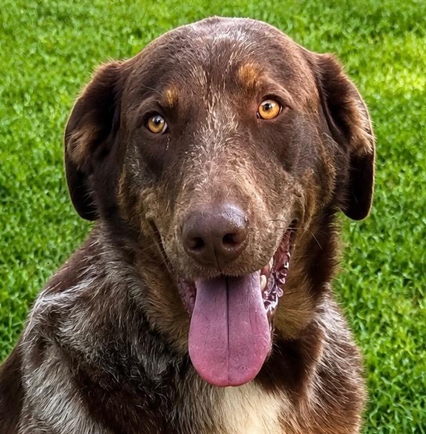 Enlarge Dudley, a Adoptable mixed breed in Crossville, TN image 5/6