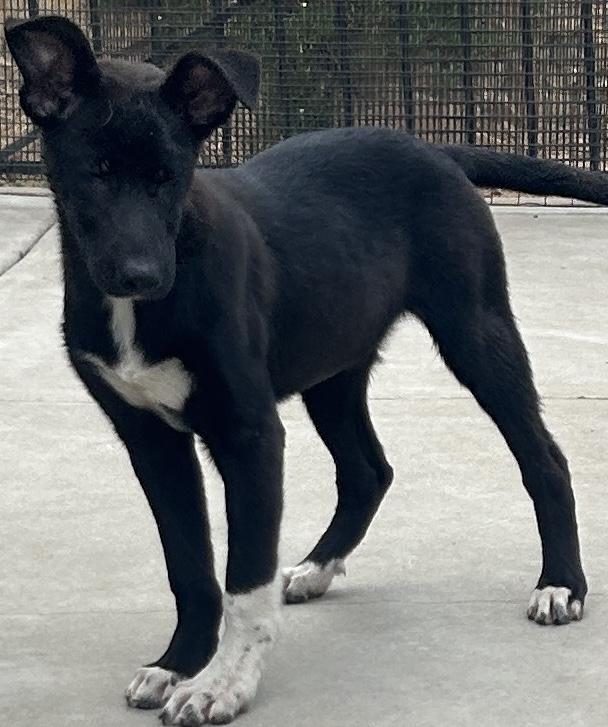 Enlarge TINA, a ADOPTABLE mixed breed in El Cajon, CA image 1/1