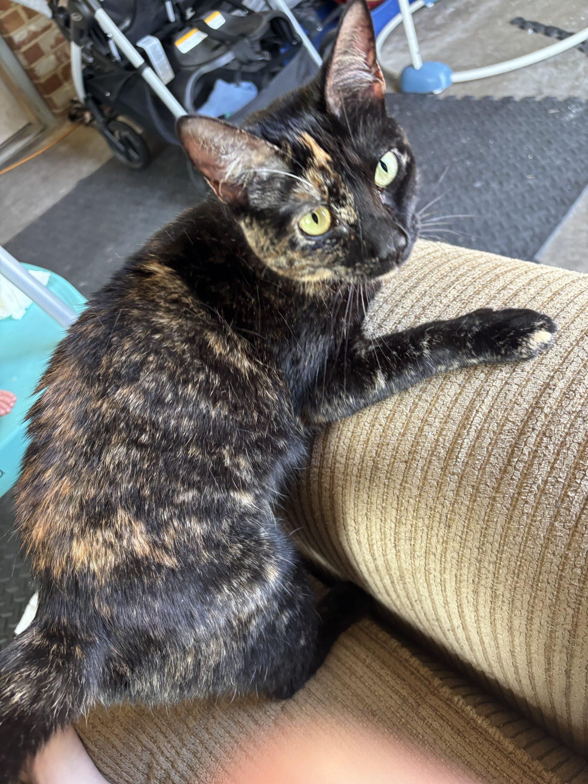 Olive Oil, Adoptable, Kitten Female Tortoiseshell & Domestic Short Hair.