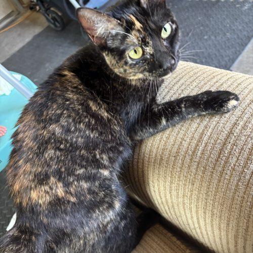 Olive Oil, Adoptable, Kitten Female Tortoiseshell & Domestic Short Hair.