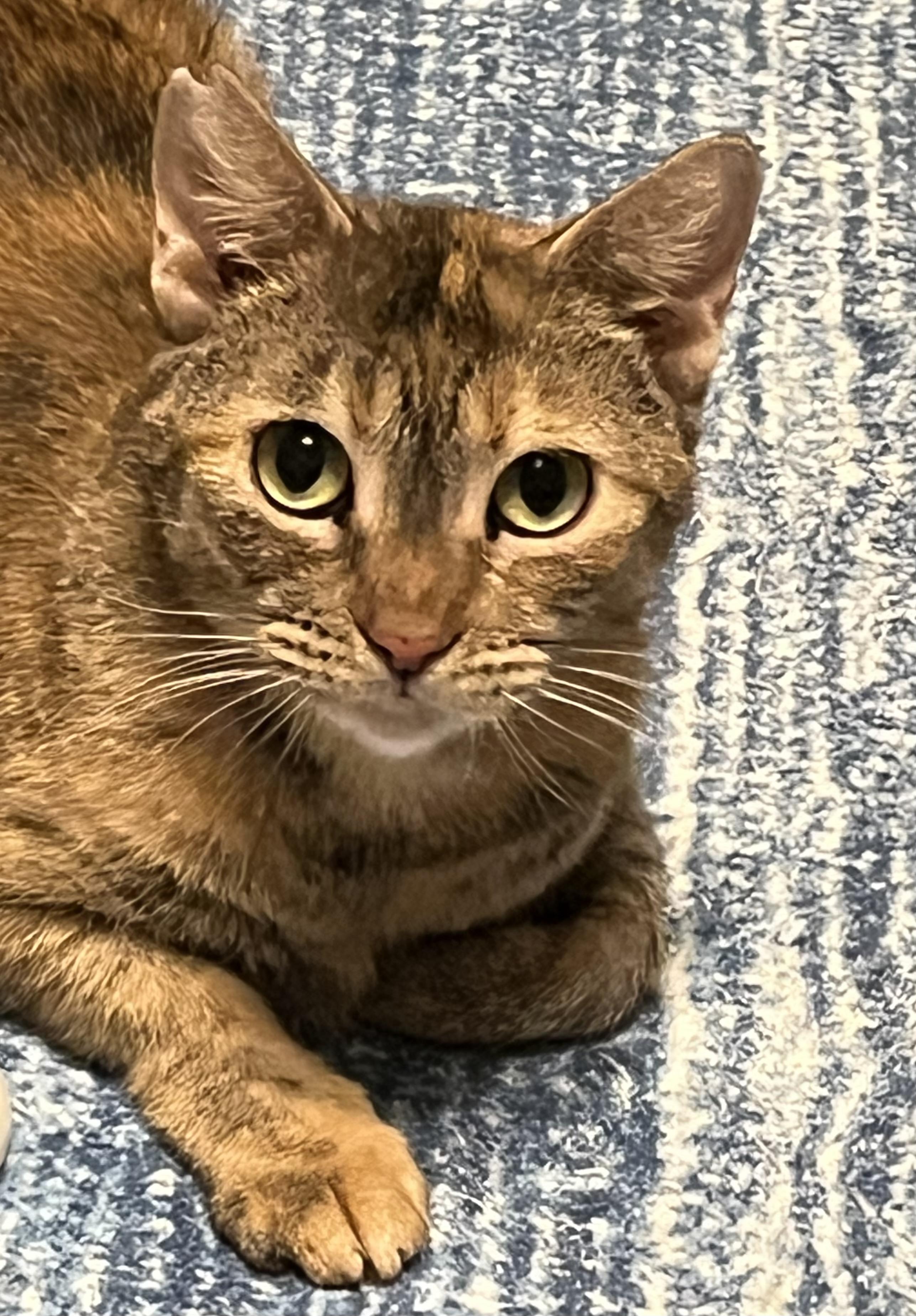 Dory, ADOPTABLE, Young Female Domestic Short Hair.