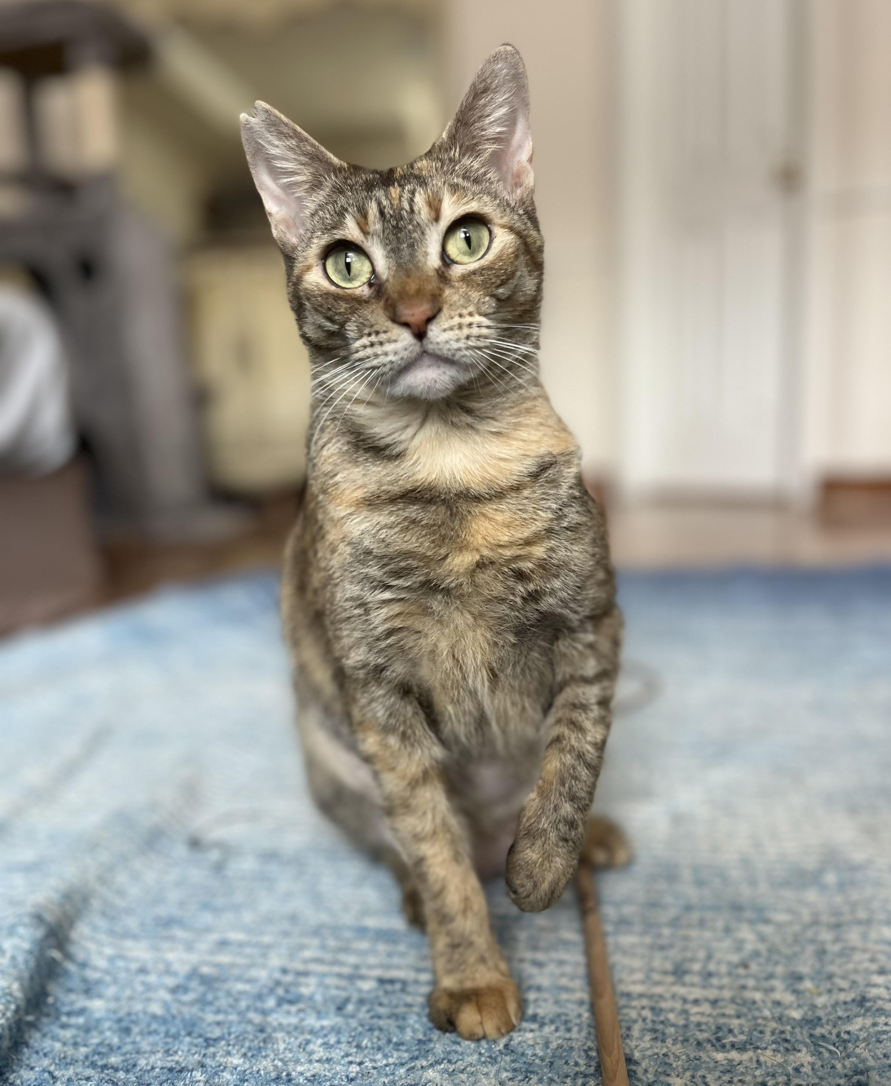 Dory, a ADOPTABLE Domestic Short Hair in Albuquerque, NM image 2/2