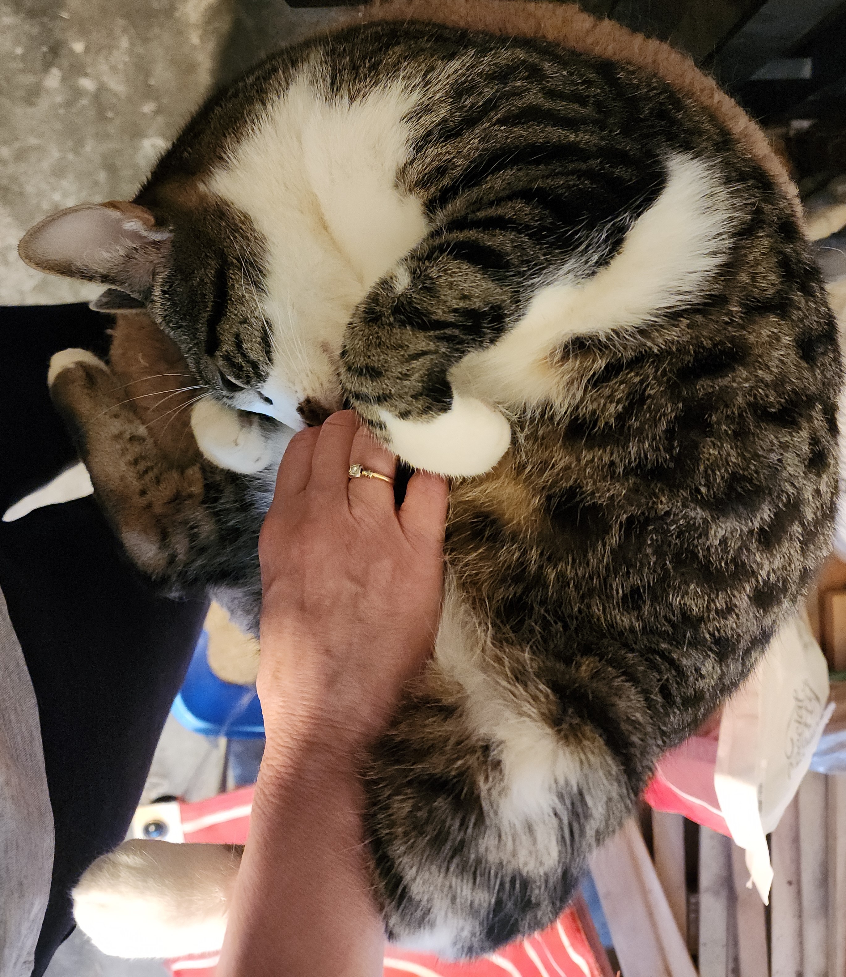 Checkers, Adoptable, Young Male Tabby.