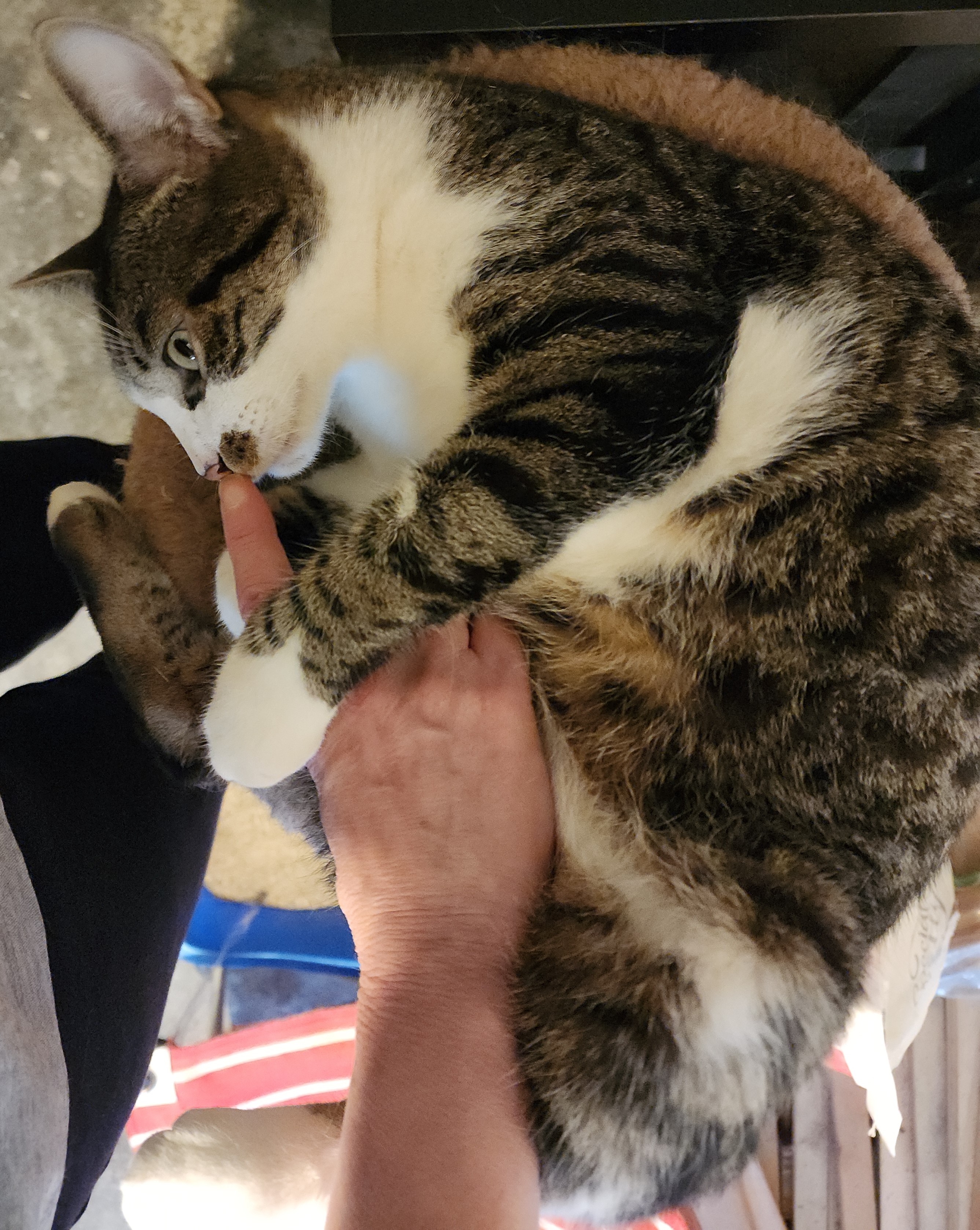 Enlarge Checkers, a Adoptable Tabby in Washingtonville, NY image 2/4