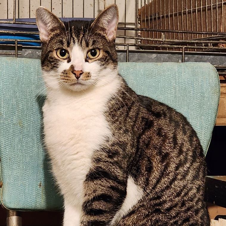 Enlarge Checkers, a Adoptable Tabby in Washingtonville, NY image 3/4