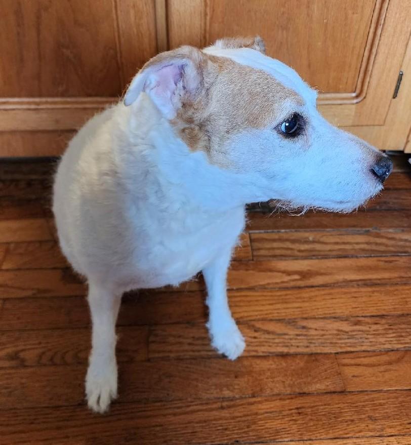 Enlarge Casey, a ADOPTABLE Jack Russell Terrier in Boise, ID image 2/5
