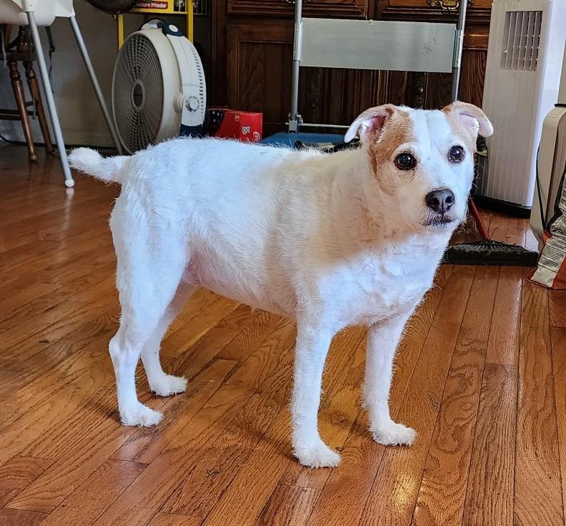 Casey, ADOPTABLE, Senior Female Jack Russell Terrier.