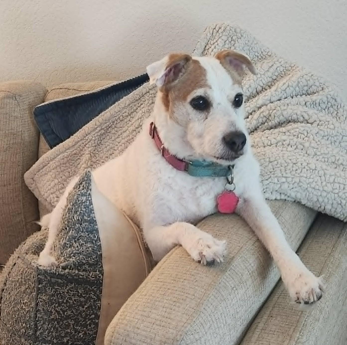 Enlarge Casey, a ADOPTABLE Jack Russell Terrier in Boise, ID image 4/5