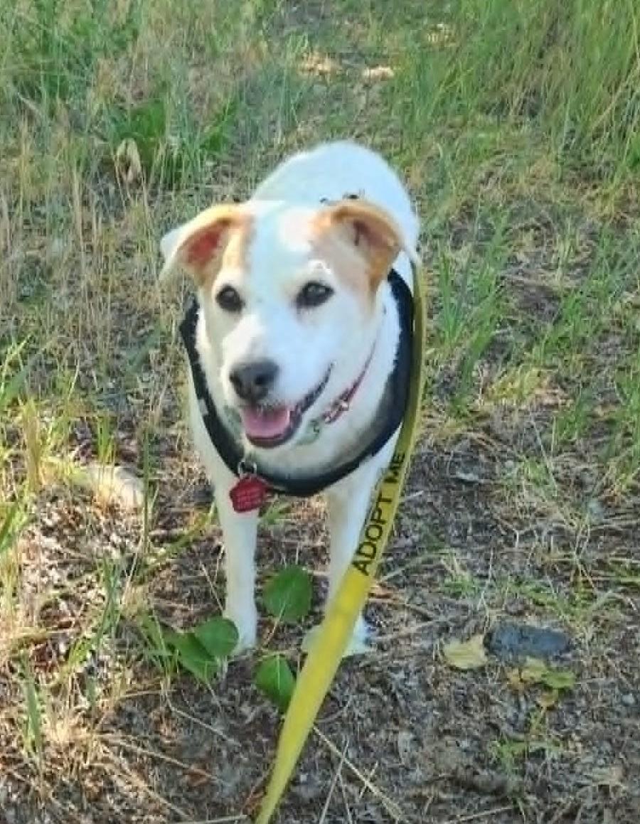 Enlarge Casey, a ADOPTABLE Jack Russell Terrier in Boise, ID image 5/5