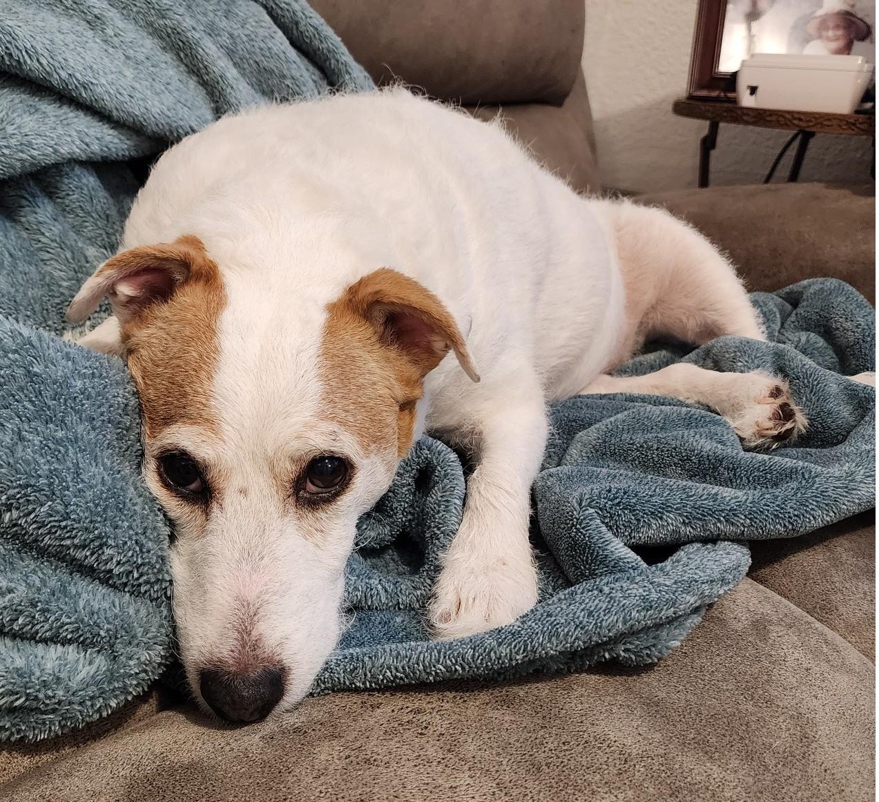 Enlarge Casey, a ADOPTABLE Jack Russell Terrier in Boise, ID image 3/5