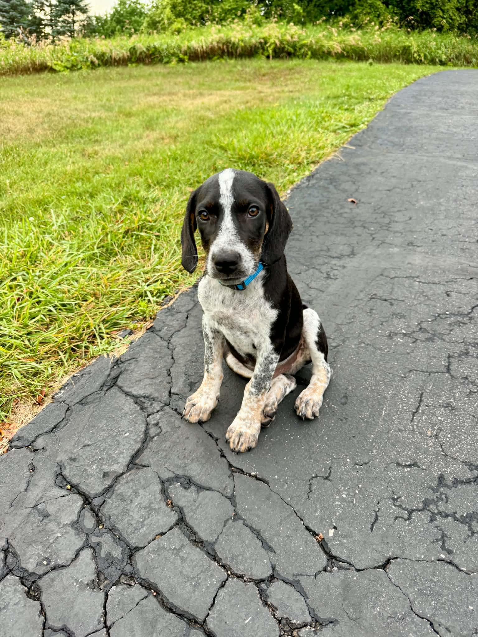 Buddy - BO, Adoptable, Young Male Hound.