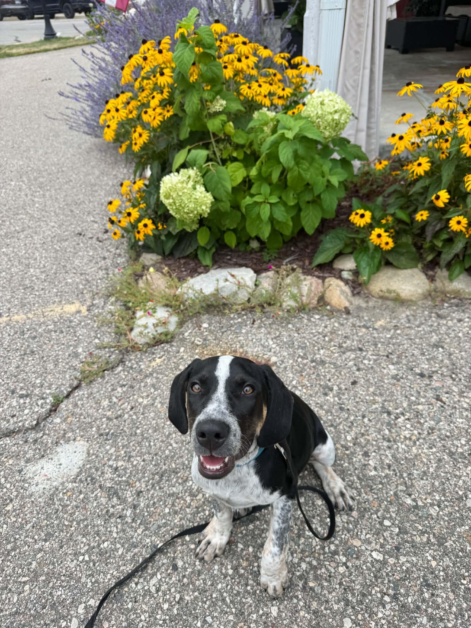 Buddy - BO, a Adoptable Hound in Clinton, MI image 2/3