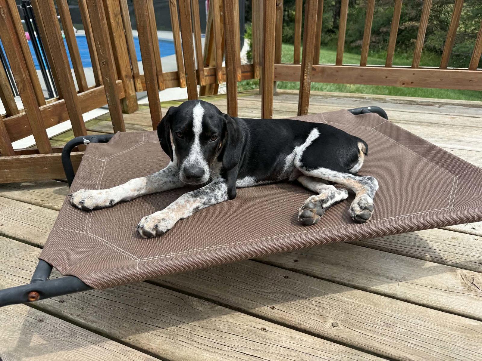 Buddy - BO, a Adoptable Hound in Clinton, MI image 3/3