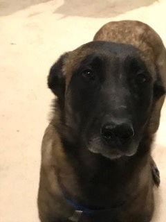 Ursa, Adoptable, Young Female Belgian Shepherd / Malinois.