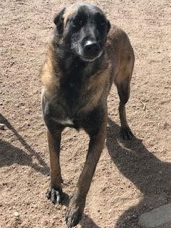 Ursa, Adoptable, Young Female Belgian Shepherd / Malinois.