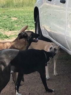 Ursa, Adoptable, Young Female Belgian Shepherd / Malinois.