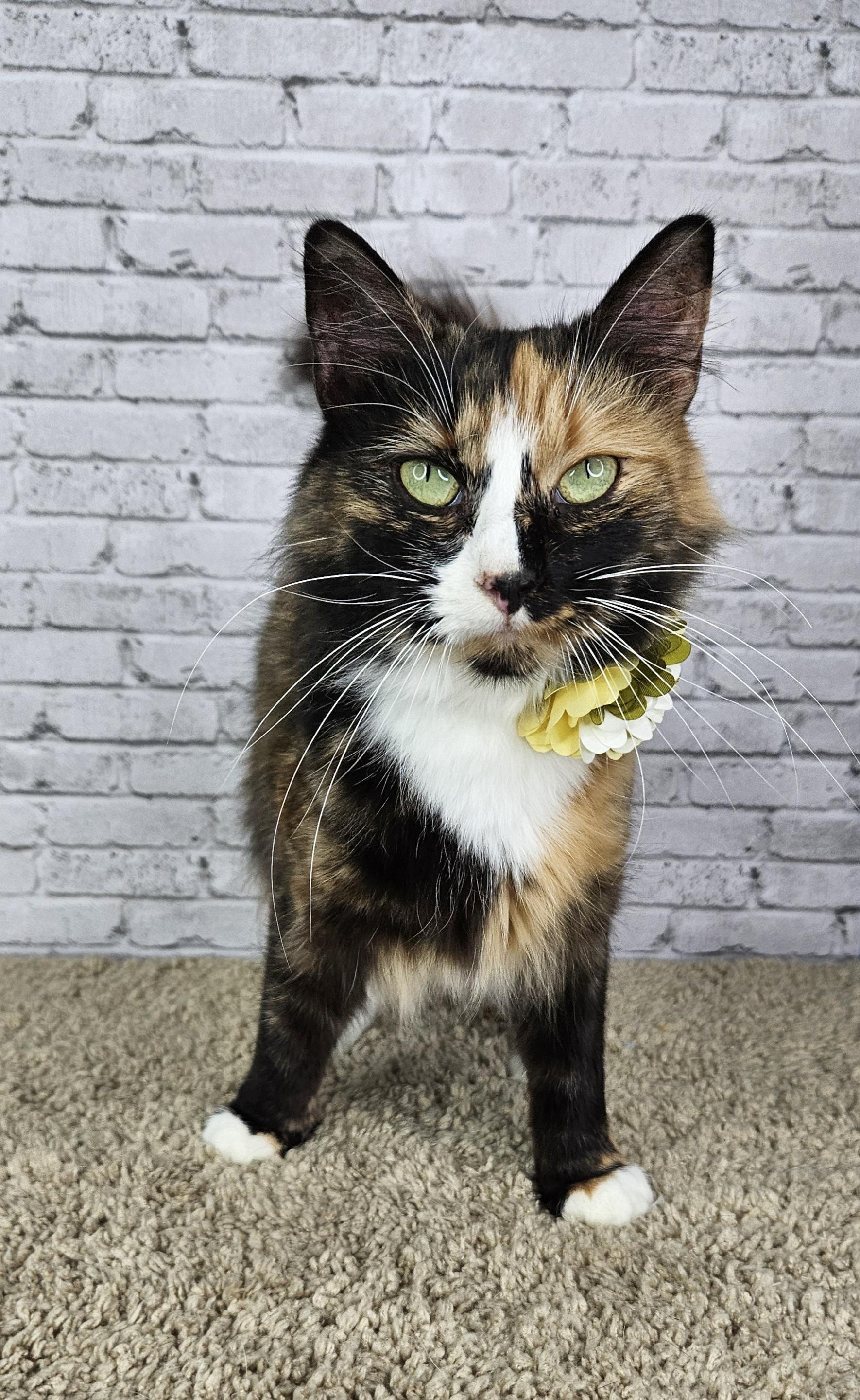 Enlarge Edamame, a Adoptable Calico in Ashland, KY image 1/1
