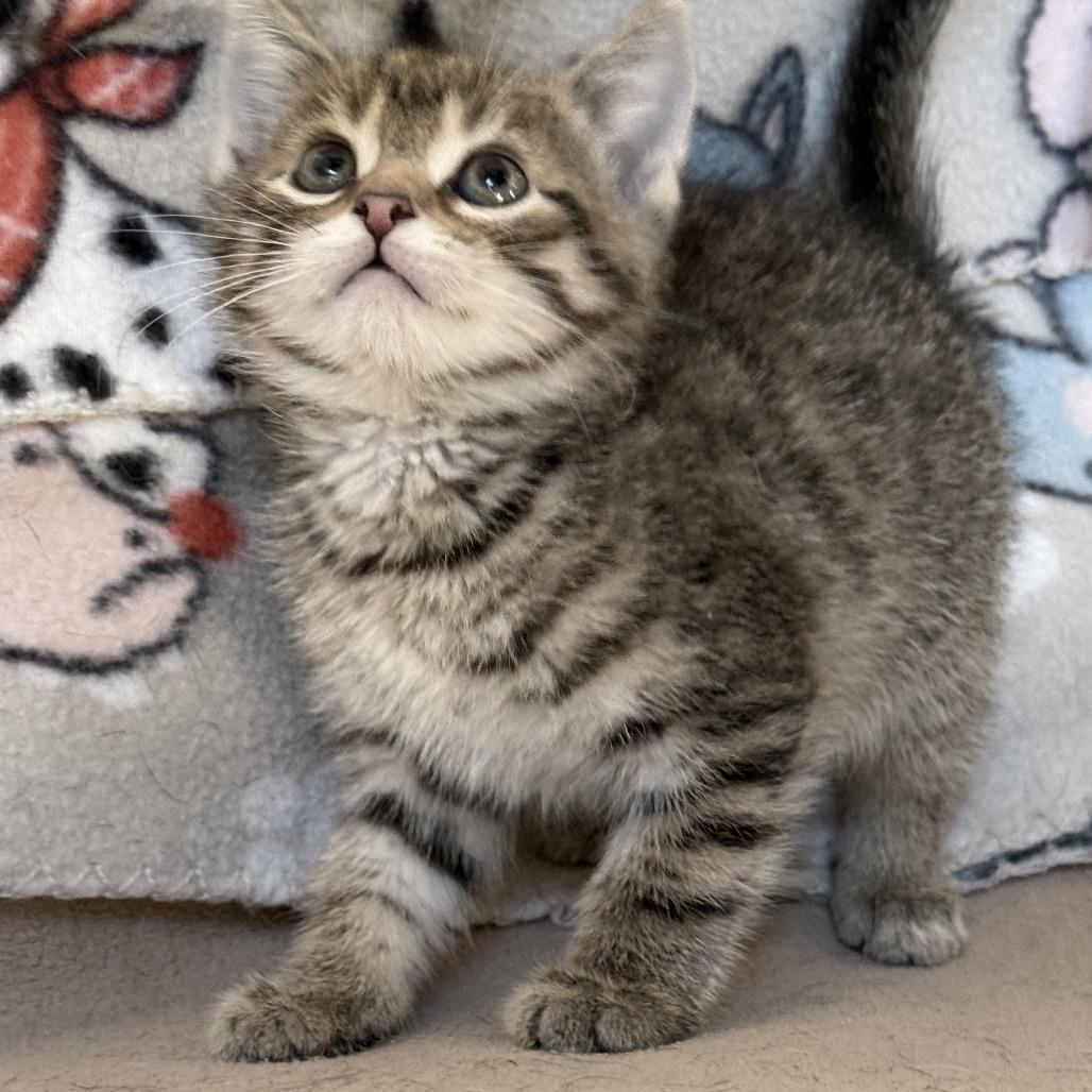 Twister - Adoption Pending, Adoptable, Kitten Male Domestic Short Hair.