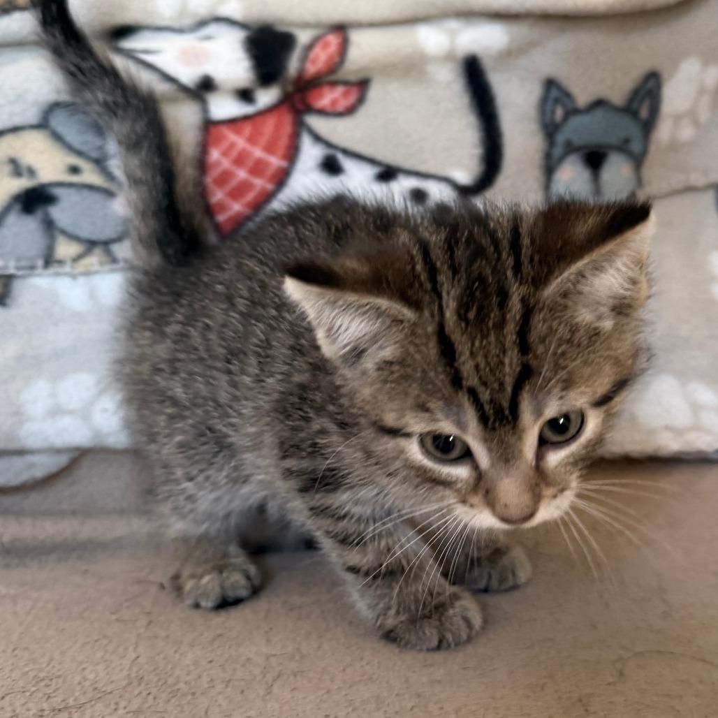 Enlarge Twister - Adoption Pending, a Adoptable Domestic Short Hair in Glenelg, MD image 2/6